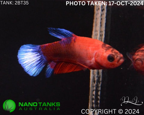 2BT35 - Red Hellboy Halfmoon Plakat Betta Female - Nano Tanks Australia Aquarium Shop