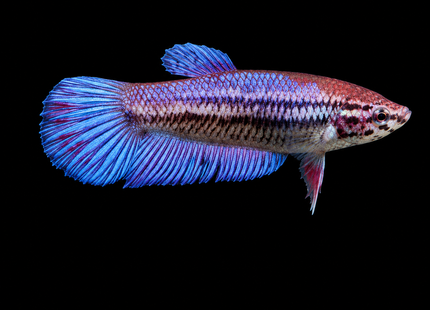 2BT36 - [ARRIVED 1-JUL-2026] Halfmoon Female Betta - Nano Tanks Australia