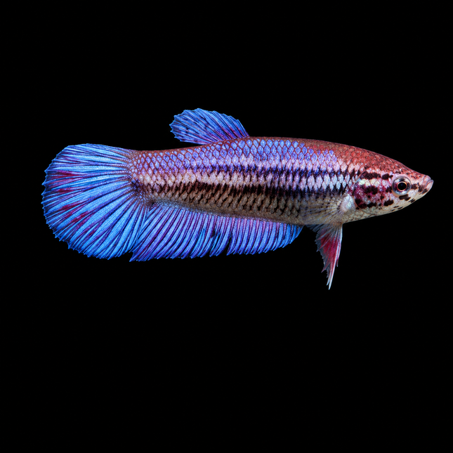 2BT36 - [ARRIVED 1-JUL-2026] Halfmoon Female Betta - Nano Tanks Australia