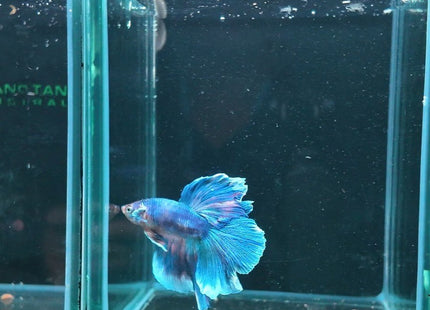 2BT36 - Halfmoon Betta Male - Nano Tanks Australia