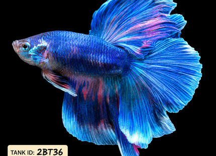 2BT36 - Halfmoon Betta Male - Nano Tanks Australia