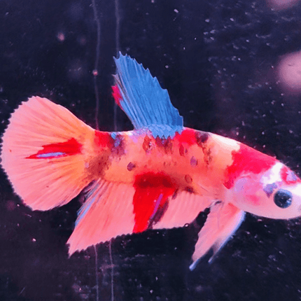 2BT36 - Koi Nemo Halfmoon Plakat Male Betta - Nano Tanks Australia Aquarium Shop