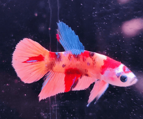 2BT36 - Koi Nemo Halfmoon Plakat Male Betta - Nano Tanks Australia Aquarium Shop