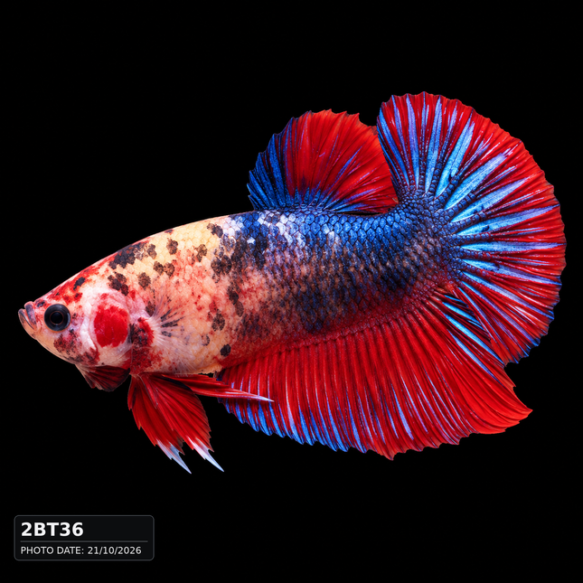 2BT36 - Marble Koi Halfmoon Plakat Male Betta - Nano Tanks Australia