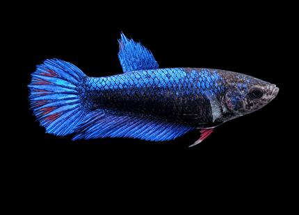 2BT41 - [ARRIVED 1-JUL-2026] Halfmoon Female Betta - Nano Tanks Australia