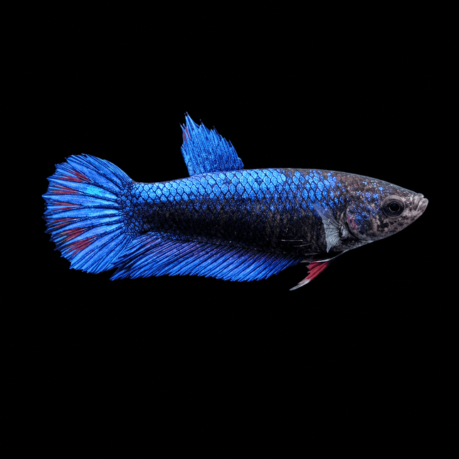 2BT41 - [ARRIVED 1-JUL-2026] Halfmoon Female Betta - Nano Tanks Australia