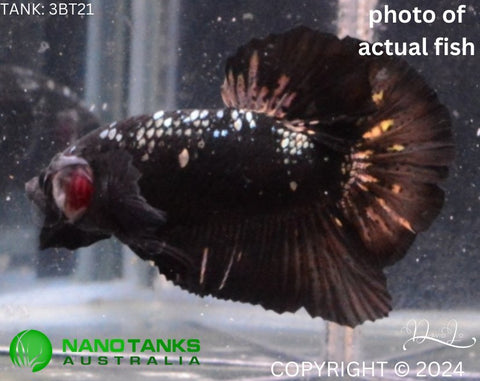 2BT41 - Black Copper Halfmoon Plakat Betta Male (3bt21) - Nano Tanks Australia Aquarium Shop