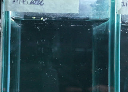 2BT41 - Halfmoon Female Betta - Nano Tanks Australia