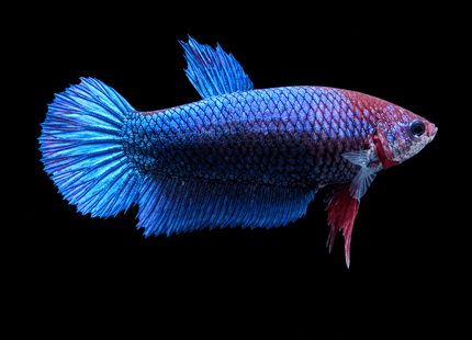 2BT42 - [ARRIVED 1-JUL-2026] Halfmoon Female Betta - Nano Tanks Australia