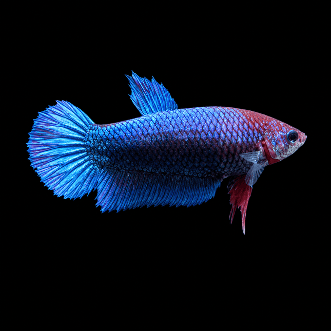 2BT42 - [ARRIVED 1-JUL-2026] Halfmoon Female Betta - Nano Tanks Australia