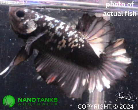 2BT42 - Black Copper Halfmoon Plakat Betta Male (3bt12) - Nano Tanks Australia Aquarium Shop