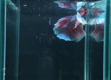 2BT42 - Halfmoon Elephant Ear Betta Male - Nano Tanks Australia
