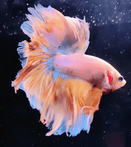 2BT42 - Yellow Halfmoon Betta Male - Nano Tanks Australia Aquarium Shop