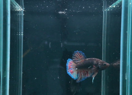 2BT43 - Halfmoon Plakat Betta Male - Nano Tanks Australia