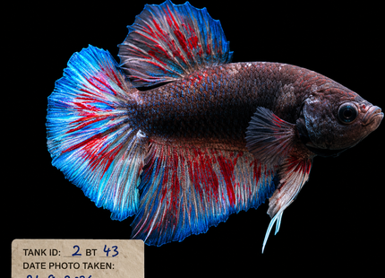 2BT43 - Halfmoon Plakat Betta Male - Nano Tanks Australia
