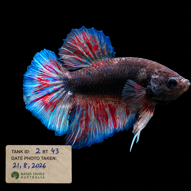 2BT43 - Halfmoon Plakat Betta Male - Nano Tanks Australia