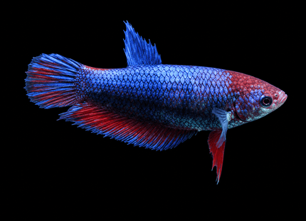 2BT44 - [ARRIVED 1-JUL-2026] Halfmoon Female Betta - Nano Tanks Australia