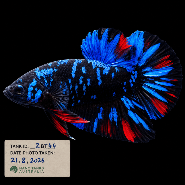 2BT44 - Halfmoon Plakat Betta Male - Nano Tanks Australia