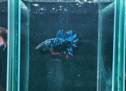 2BT44 - Halfmoon Plakat Betta Male - Nano Tanks Australia