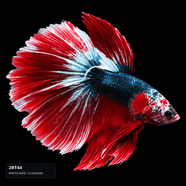 2BT44 - Red Copper Metallic Betta Male - Nano Tanks Australia