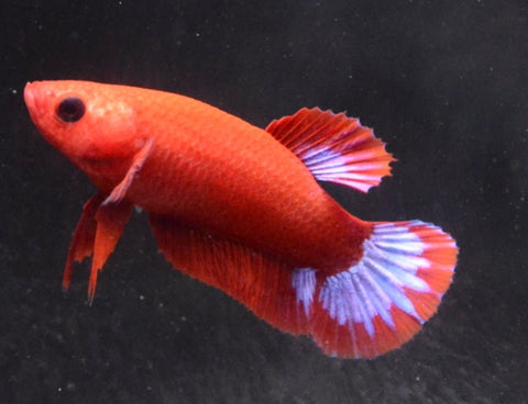 2BT44 - Red Hellboy Halfmoon Betta Female - Nano Tanks Australia Aquarium Shop