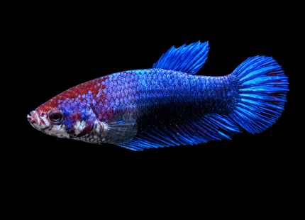 2BT45 - [ARRIVED 1-JUL-2026] Halfmoon Betta Female - Nano Tanks Australia