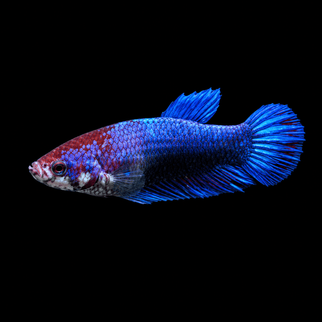 2BT45 - [ARRIVED 1-JUL-2026] Halfmoon Betta Female - Nano Tanks Australia