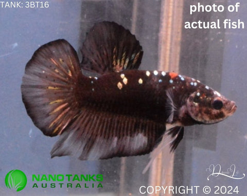 2BT45 - Black Copper Halfmoon Plakat Betta Male (3bt16) - Nano Tanks Australia Aquarium Shop