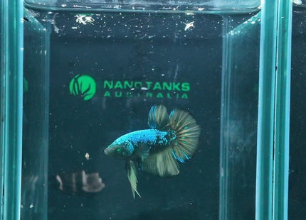 2BT45 - Halfmoon Plakat Betta Male - Nano Tanks Australia