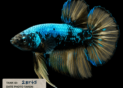 2BT45 - Halfmoon Plakat Betta Male - Nano Tanks Australia