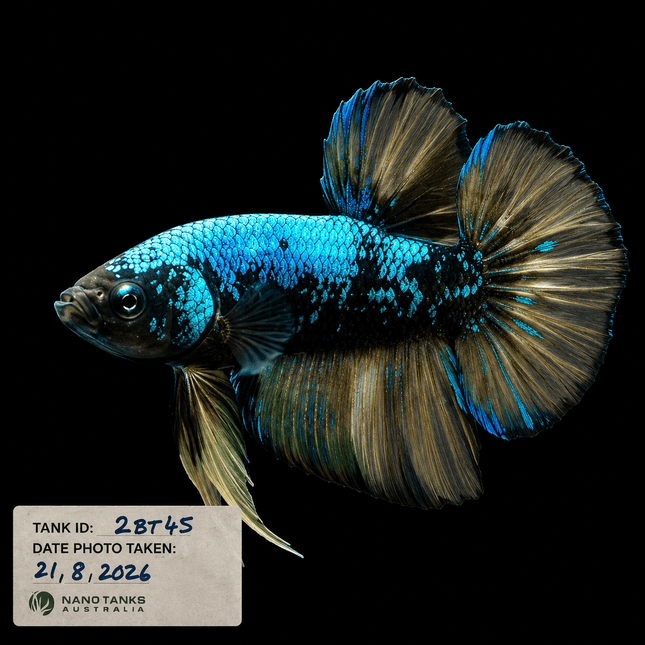 2BT45 - Halfmoon Plakat Betta Male - Nano Tanks Australia