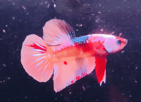 2BT45 - Koi Nemo Halfmoon Plakat Betta Male - Nano Tanks Australia Aquarium Shop