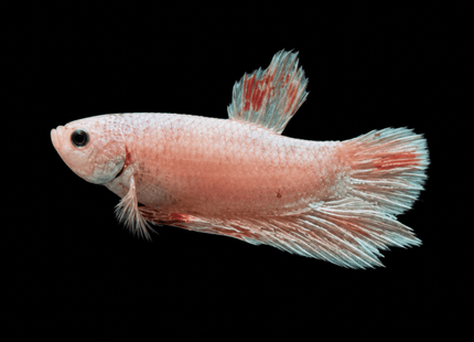 2BT46 - Halfmoon Plakat Betta Male - Nano Tanks Australia