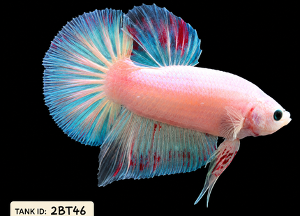 2BT46 - Halfmoon Plakat Betta Male - Nano Tanks Australia