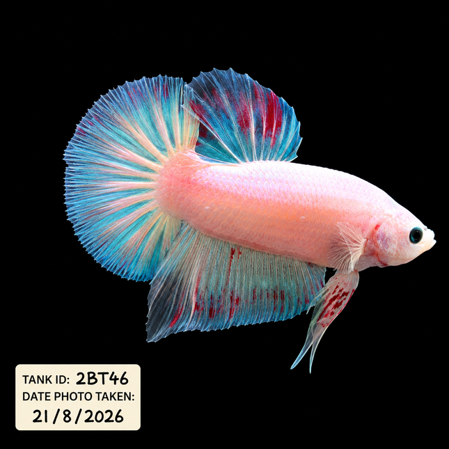 2BT46 - Halfmoon Plakat Betta Male - Nano Tanks Australia