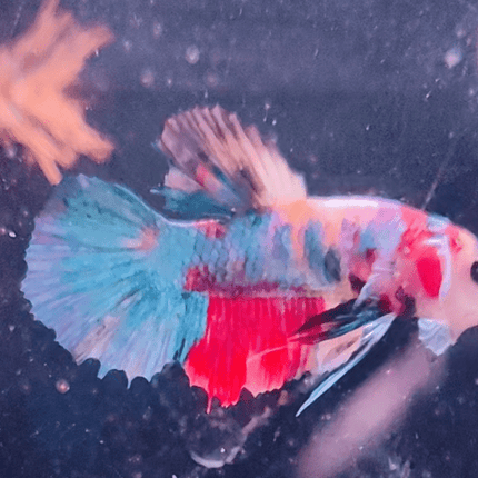 2BT46 - Koi Nemo Halfmoon Plakat Betta Male - Nano Tanks Australia Aquarium Shop