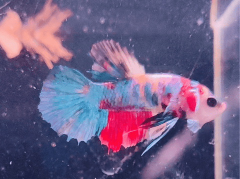 2BT46 - Koi Nemo Halfmoon Plakat Betta Male - Nano Tanks Australia Aquarium Shop