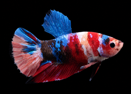 Betta tank 3BT11