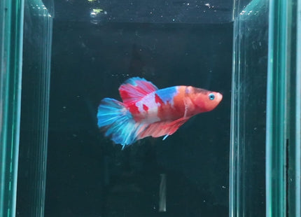 Betta tank 3BT12 original photo