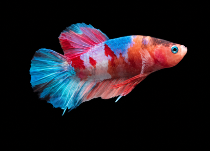 Betta tank 3BT12