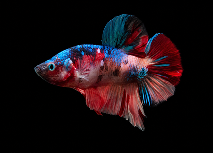 Betta tank 3BT13