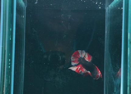 Betta tank 3BT14 original photo