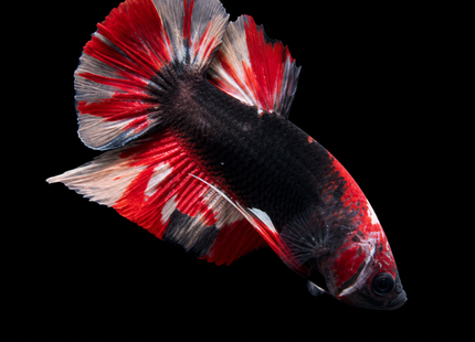 Betta tank 3BT14