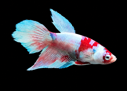 Betta tank 3BT15