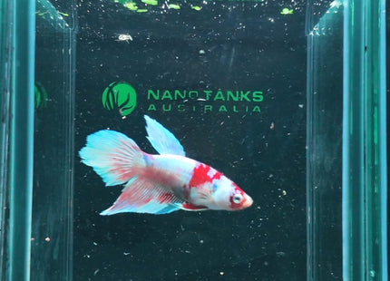 Betta tank 3BT15 original photo