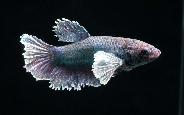 3BT16 - [ARRIVED 29-MAY-2026] Halfmoon Elephant Ear Plakat Female Betta