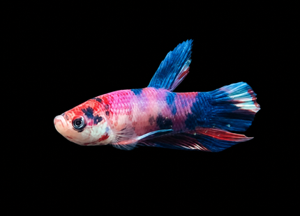 Betta tank 3BT16