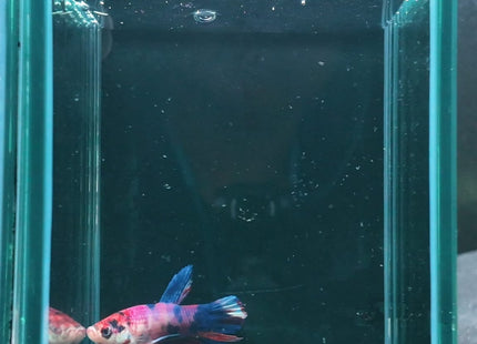 Betta tank 3BT16 original photo