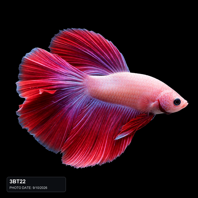 NTA|betta-2026-10-09-seven-approved-production-v1|3BT22|HERO|sha256=faf7ba97325c44c954f547ed9cf13557973dec7d18d805d26ea5199b08fa1e42