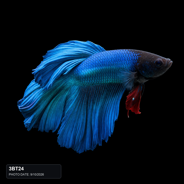 NTA|betta-2026-10-09-seven-approved-production-v1|3BT24|HERO|sha256=8f34052d22cbb34245247f9effe9b0c2f2688c1ad3235d701bfd12a29204e68d